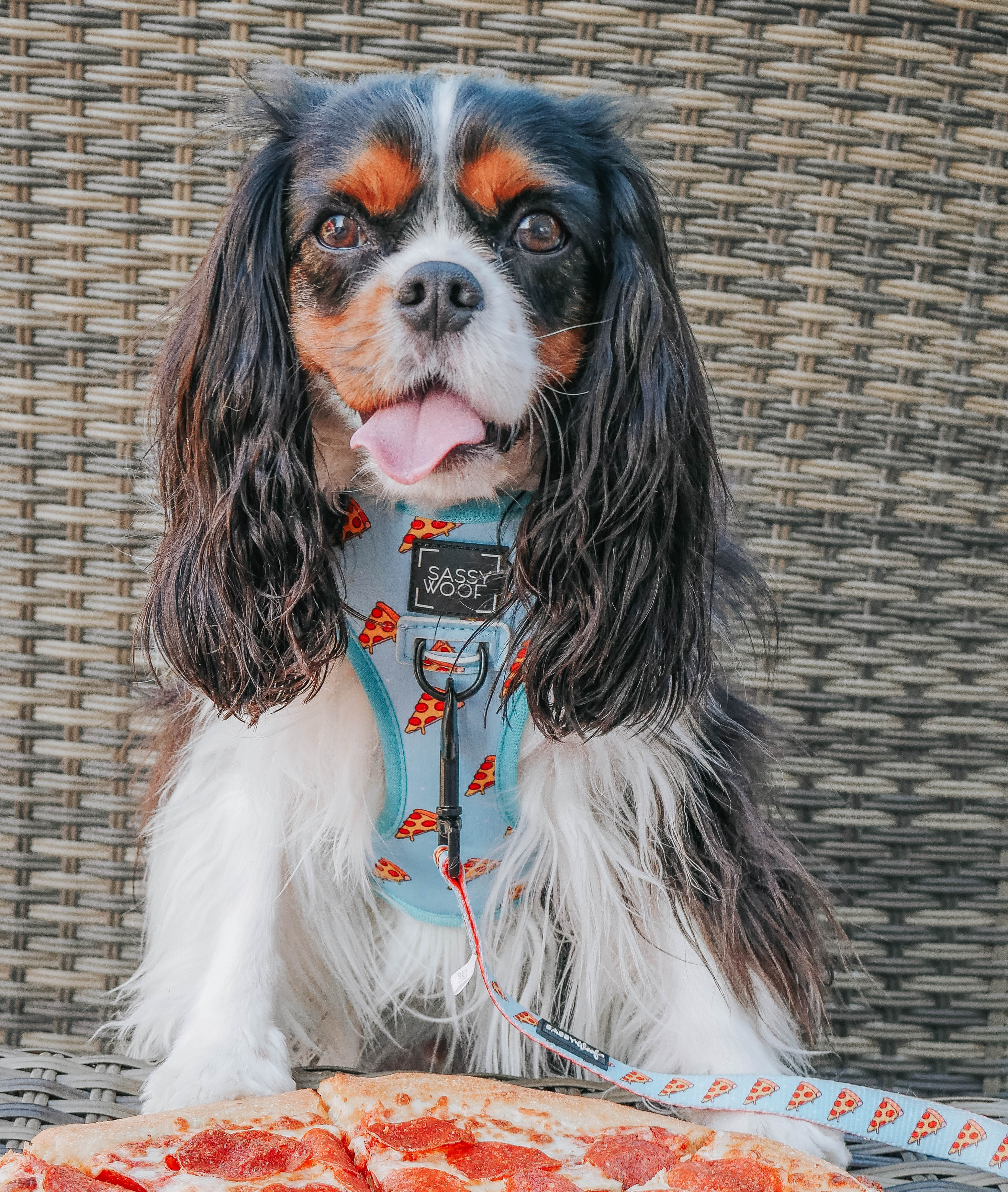 Dog Reversible Harness - One Hot Pupperoni