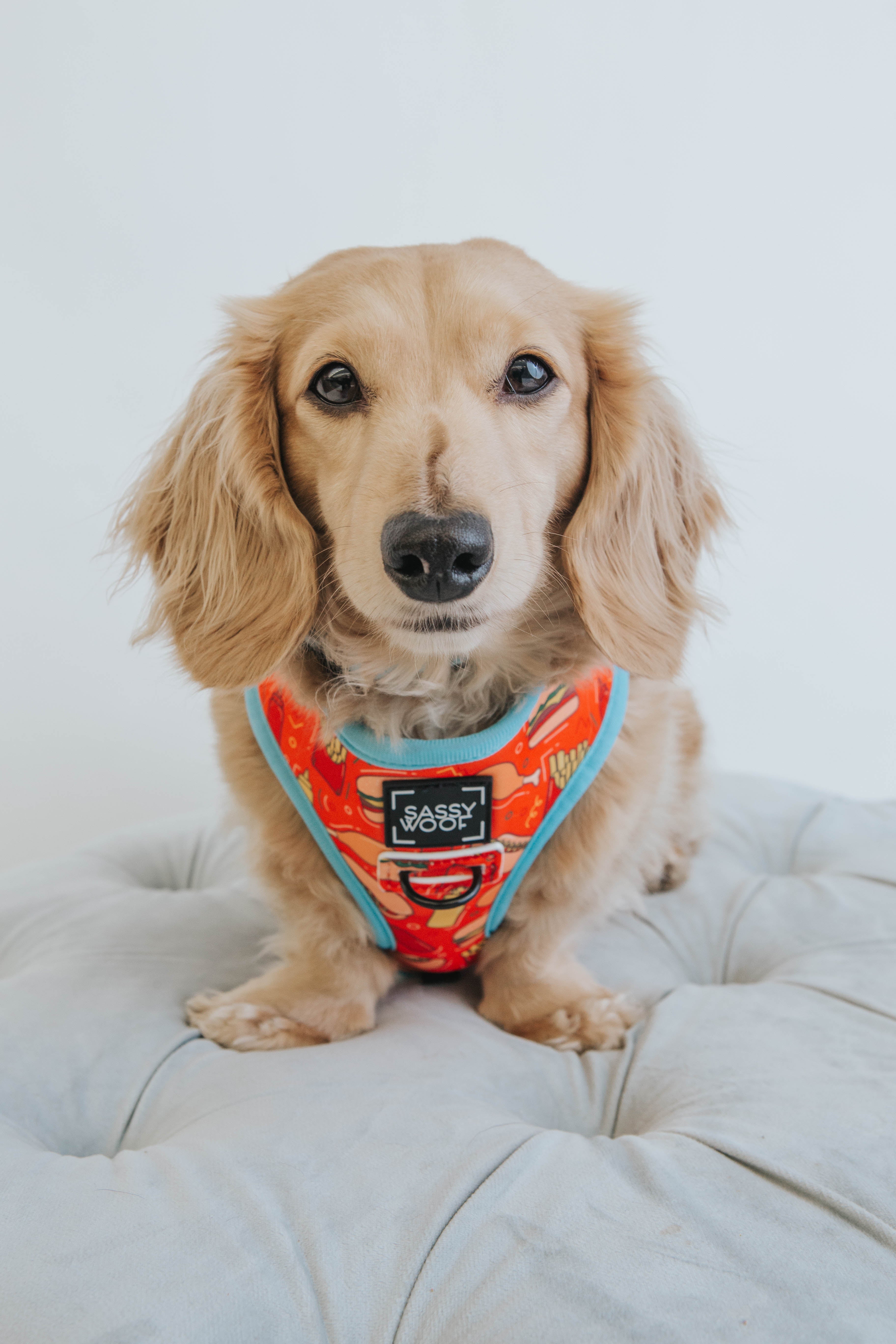 Dog Reversible Harness - One Hot Pupperoni